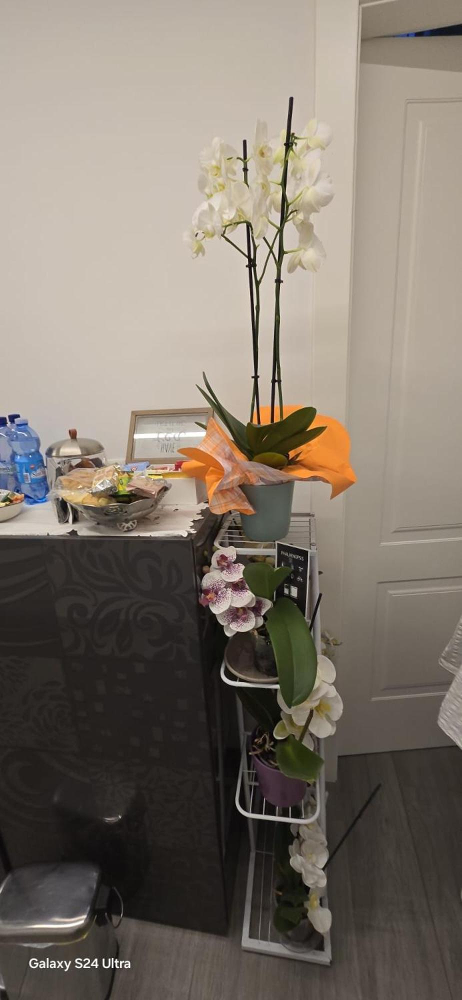 Orchidea Bed and Breakfast Μπολόνια Εξωτερικό φωτογραφία